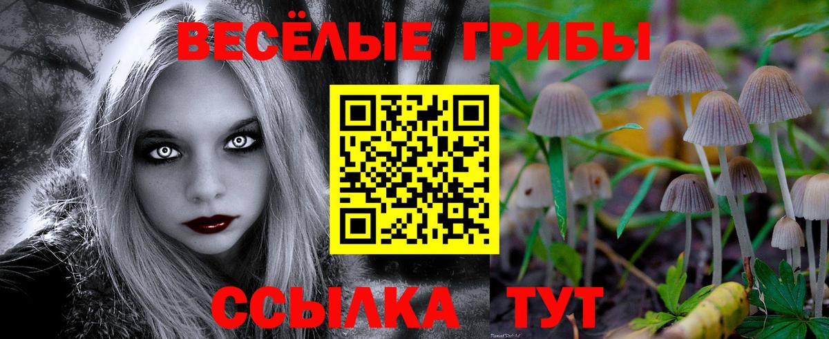 Псилоцибиновые грибы Psilocybine cubensis Киров